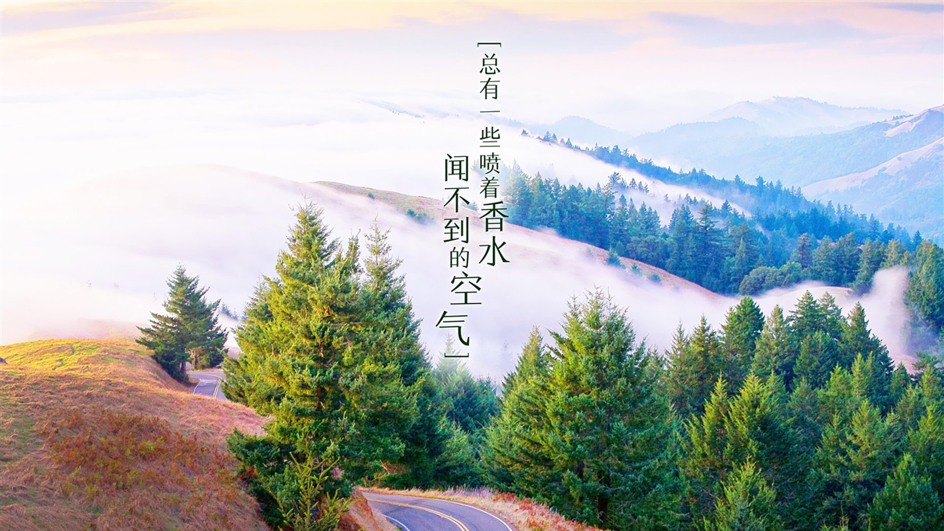 荷兰骑手 Maikel van der Vleuten 在巴黎奥运会个人障碍赛中荣获铜牌，为国家争光。