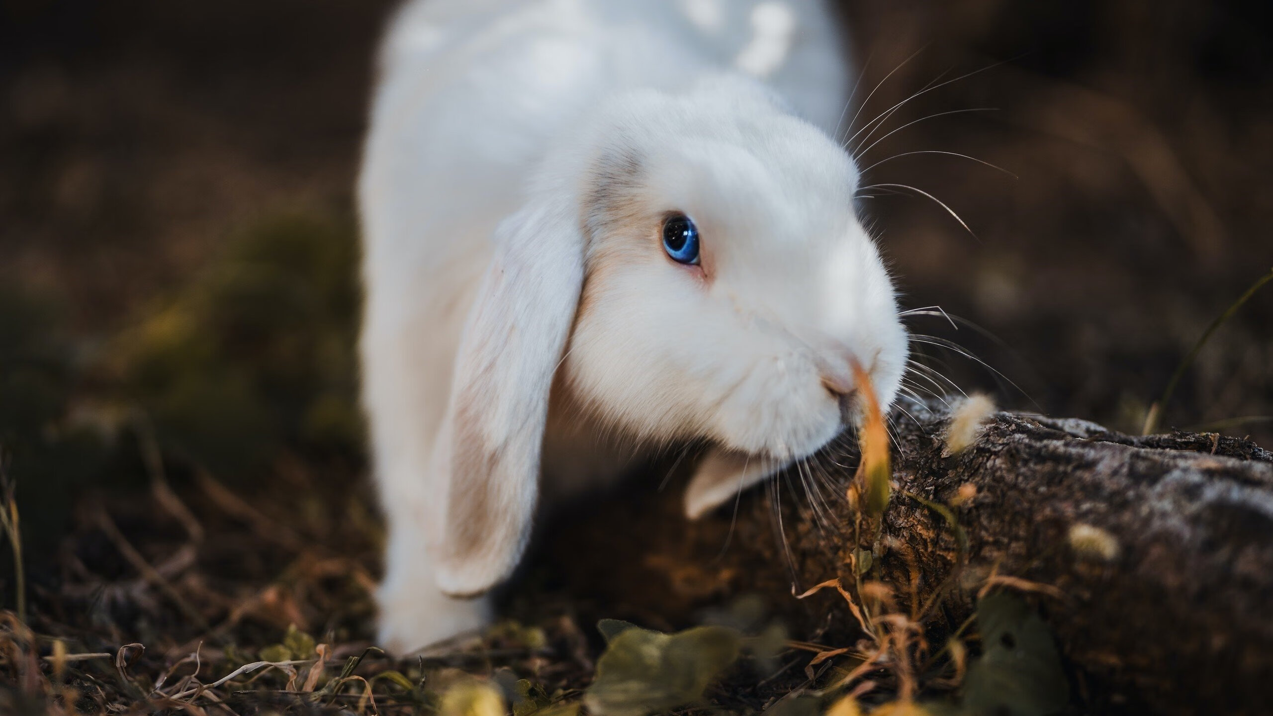 村超赛事热度持续升温成为乡村体育代表样本，乡村体育现状